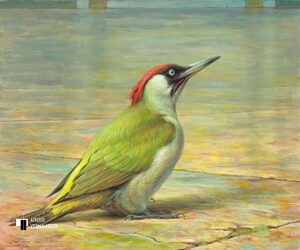 Groene Specht - Erik van Ommen - giclee