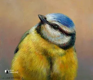 Portret van een pimpelmees - Erik van Ommen - giclee op fine art paper